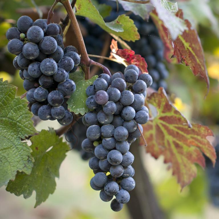 Albergo 'La Vigna' Procida Esterno foto